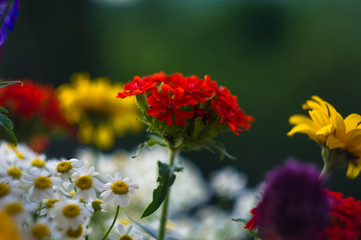 a bouquet of bright spring flowers of various types