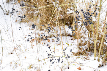 Berries of chokeberry aronia on branches in winter