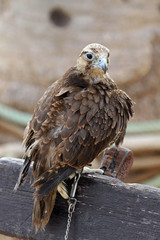 Falcon, Street Market, Medina of Sousse, Tunisia