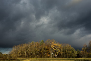 shining trees in front of the dark sky