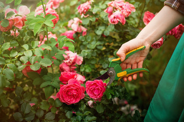 Girl pruner the bush (rose) with secateur in the garden in sun summer day