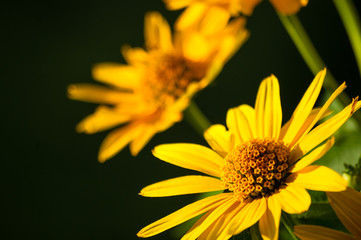bouquet of bright yellow flowers Heliopsis helianthoides
