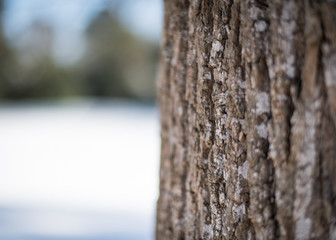 Tree Bark in The Winter
