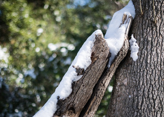 Tree Branches in The Snow