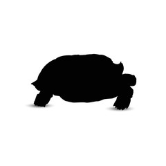 Silhouette of big turtle.
