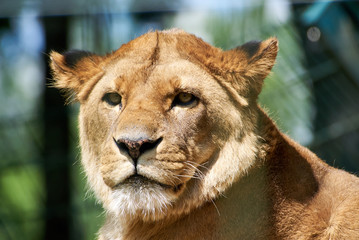 Löwin