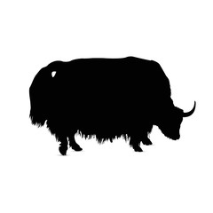 Silhouette of european bull (cattle).