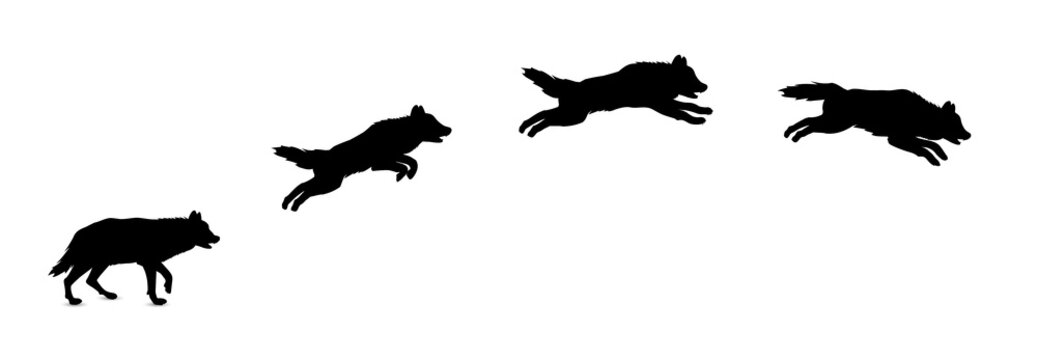 Silhouette of jumping wolf.