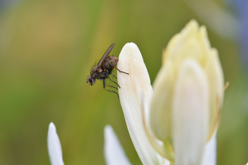 Camas Fly 01