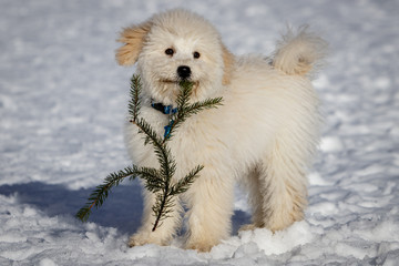 An extremely cute puppy golden doodle playing with a fir branch in the snow. The golden ears and...