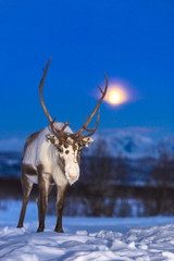 reindeer in its natural environment in scandinavia © belov3097