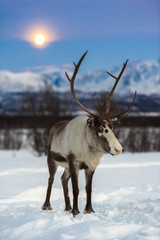 reindeer in its natural environment in scandinavia © belov3097