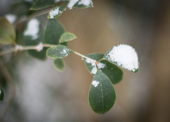 Green Leaves in the Snow