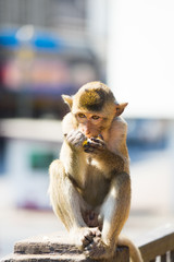 Obraz premium Monkeys in the city , Lopburi , Thailand.