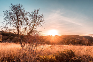 Obraz premium Árbol al atardecer con cielo azul.