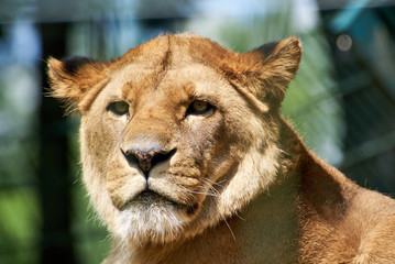 Löwin-Portrait