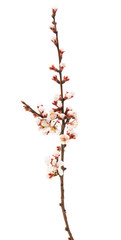 branch of apricots with flowers isolated