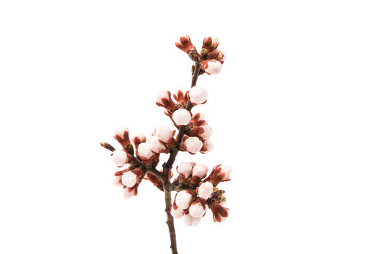 branch of apricots with flowers isolated