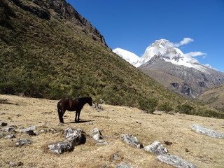 Horse in mountains