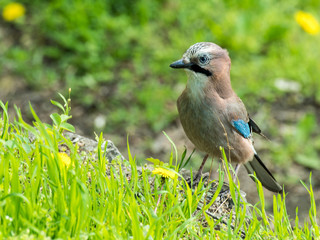 Bird and spring - a colorful jay bird on a sunlit fresh green grassy hill next to some dandelions in bloom. A diagonal line in front of the bird and soft out of focus greens and yellows in background