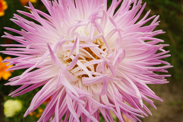 close-up view of flower