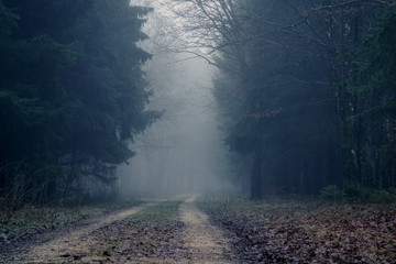 Foggy road in the dark, misty forest at late autumn. Background, illustration concept.