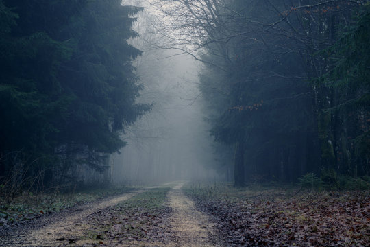 Fototapeta Foggy road in the dark, misty forest at late autumn. Background, illustration concept.