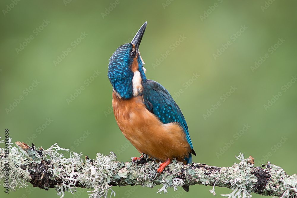 Aufkleber an alert kingfisher perched on a branch looking upwards to the sky and keeping an eye out for predat