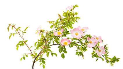 Obraz na płótnie Canvas rosehip branch with flowers isolated