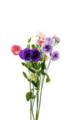 Naklejka na ściany i meble eustoma flowers isolated