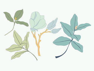 Magnolia Leaf Vector Element Set