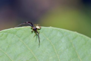 Crab Spider 02