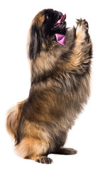 the Pekingese, a dog, a symbol of 2018