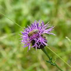 Skabiosen-Flockenblume mit Biene