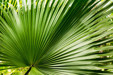 Fundo com folha verde de palmeira.