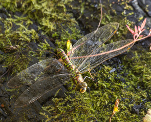 Dragonfly on a stump with moss