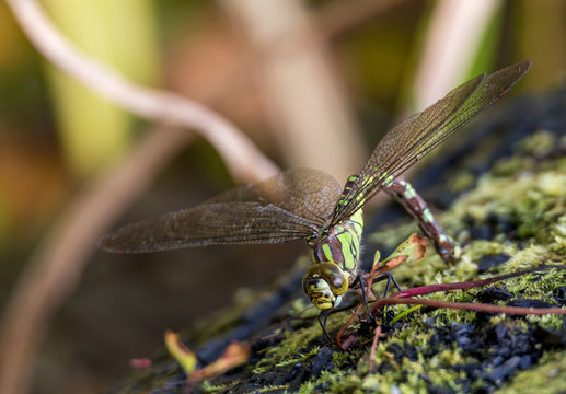 Dragonfly on a stump with moss