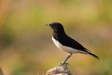 variable wheatear