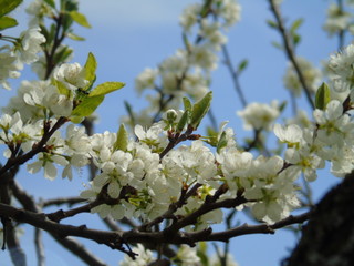 Deatails from the nature