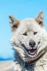 A greenlandic dog in aggressive posture, Sisimiut, Greenland