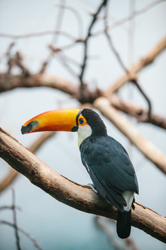 A Toco toucan (Ramphastos toco)