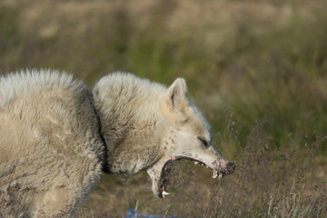 A greenlandic dog in aggressive posture, Sisimiut, Greenland