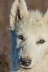Greenlandic dog puppy, Sisimiut, Greenland