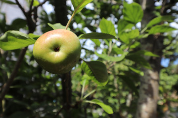 An apple growing on a tree in an orchard