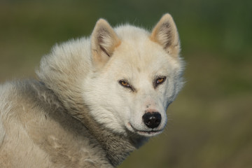 A greenlandic dog in aggressive posture, Sisimiut, Greenland