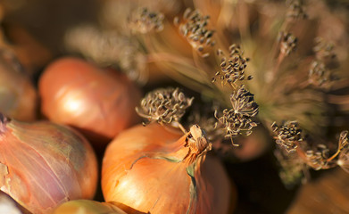 Dry organic dill seeds and onions. Healthy lifestyle. On a blurry background.
