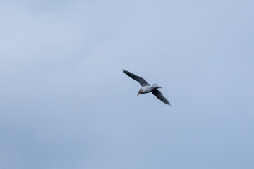Möwe im Flug