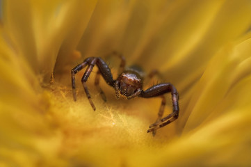 Small spider on a yellow flower and soft blur background.