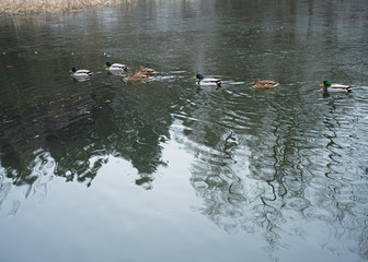 Ducks