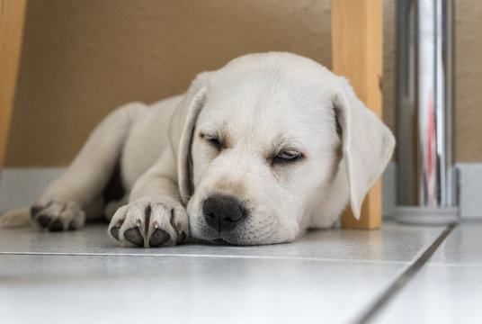 Kleiner Susser Labrador Retriever Welpe Mit Grossen Augen Schlaft Mude Auf Dem Fussboden Stock Photo Adobe Stock